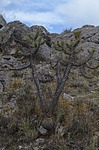 Austrocylindropuntia subulata v exaltata Matucana multicolor hystrix Nazca to Puquio GPS191 Peru_Chile 2014_0149.jpg